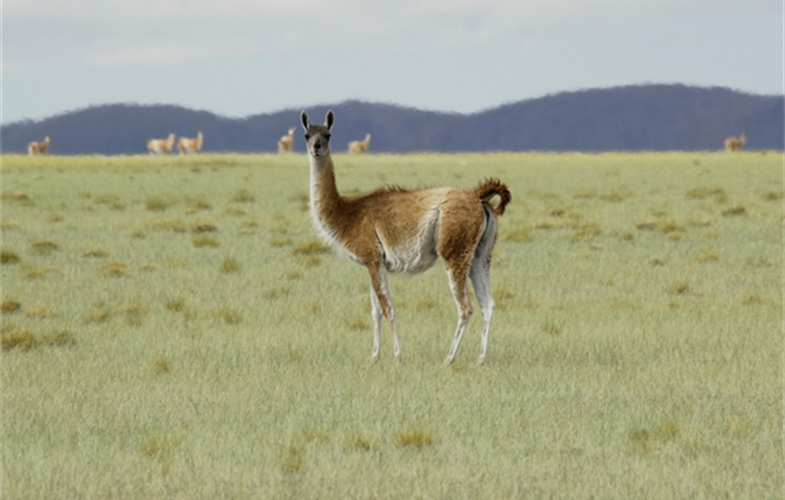 A guanaco in Argentina's Payunia Reserve. CREDIT: Julie Larsen Maher/WCS